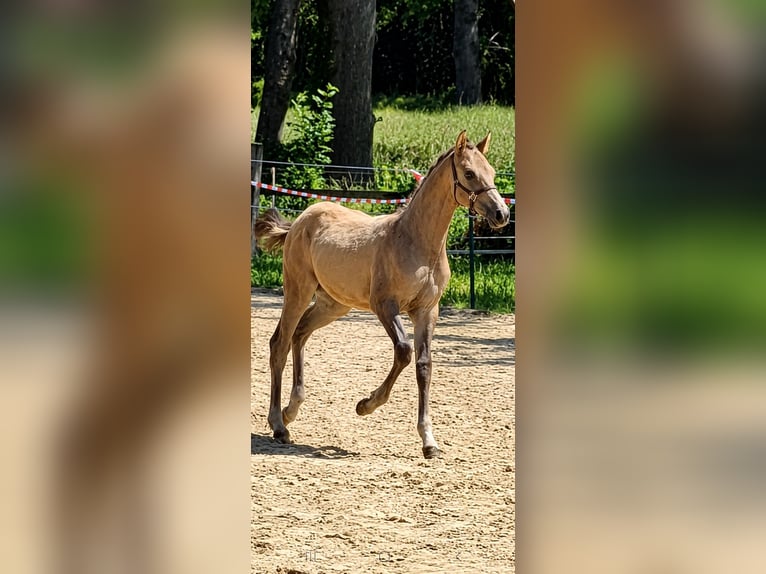 Poni alemán Semental Potro (03/2026) 148 cm Buckskin/Bayo in Hagen im Bremischen
