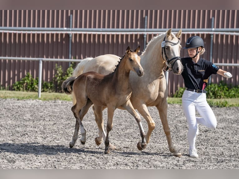 Poni alemán Semental Potro (04/2026) 148 cm Buckskin/Bayo in Eberdingen-Nußdorf