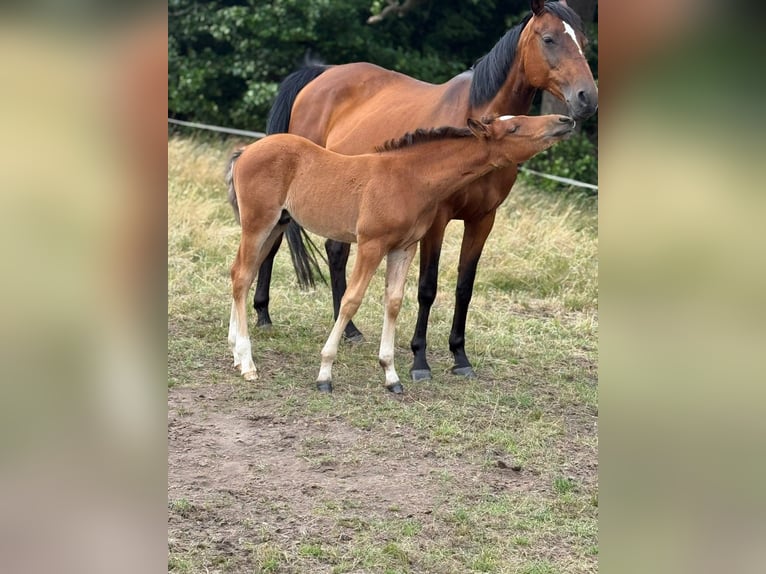 Poni alemán Semental  148 cm Castaño in Worpswede