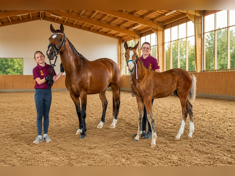 Poni alemán Semental Potro (05/2026) 148 cm Castaño in Eilsleben