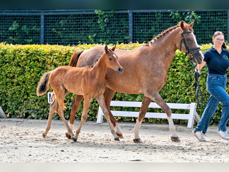 Poni alemán Semental Potro (05/2026) 148 cm Castaño in Reichelsheim/Ober-Ostern