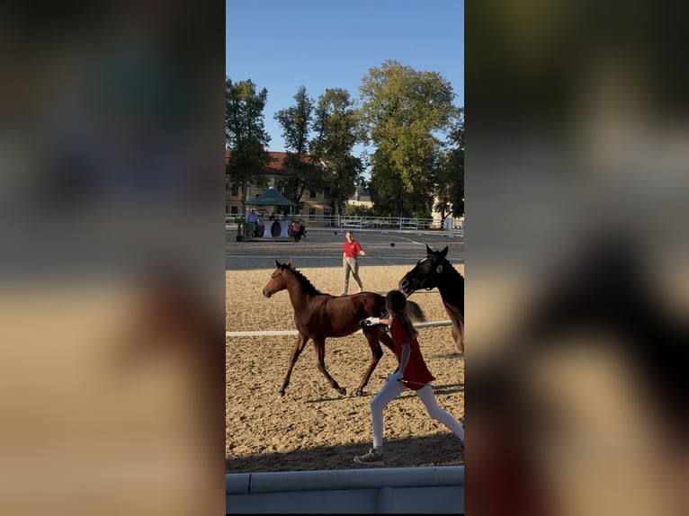 Poni alemán Semental Potro (04/2025) 148 cm Castaño claro in Manning