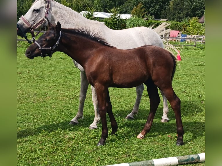 Poni alemán Semental Potro (05/2024) 148 cm Musgo in Süderstapel