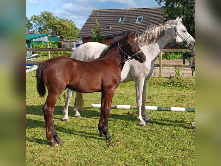 Poni alemán Semental Potro (05/2024) 148 cm Musgo in Süderstapel