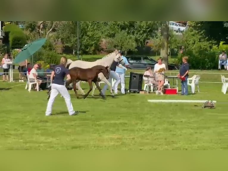 Poni alemán Semental Potro (05/2024) 148 cm Musgo in Süderstapel