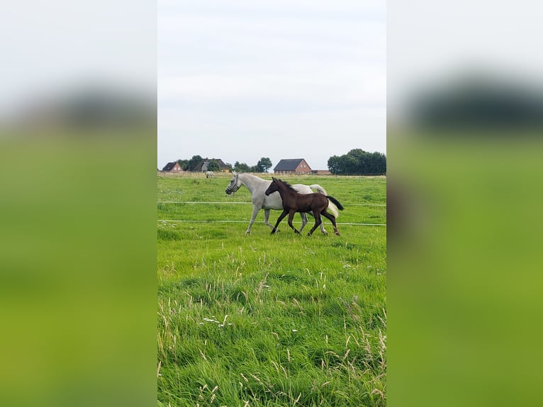 Poni alemán Semental Potro (05/2024) 148 cm Musgo in Süderstapel