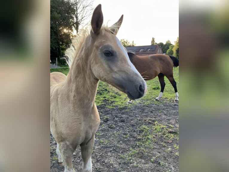 Poni alemán Semental Potro (05/2024) 148 cm Palomino in Großheide