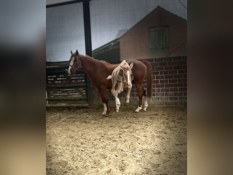 Poni alemán Semental Potro (04/2026) 148 cm Palomino in Alpen