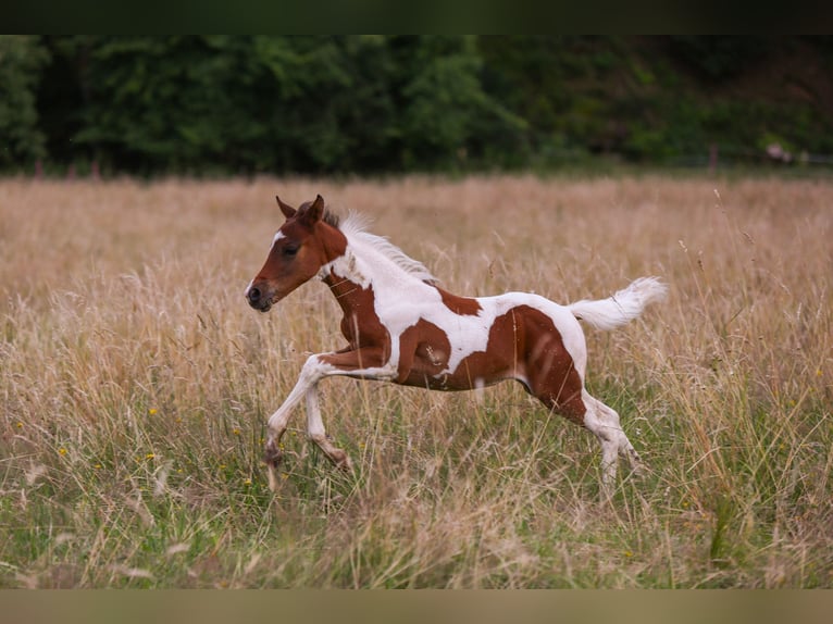 Poni alemán Semental Potro (05/2024) 148 cm Pío in Solingen