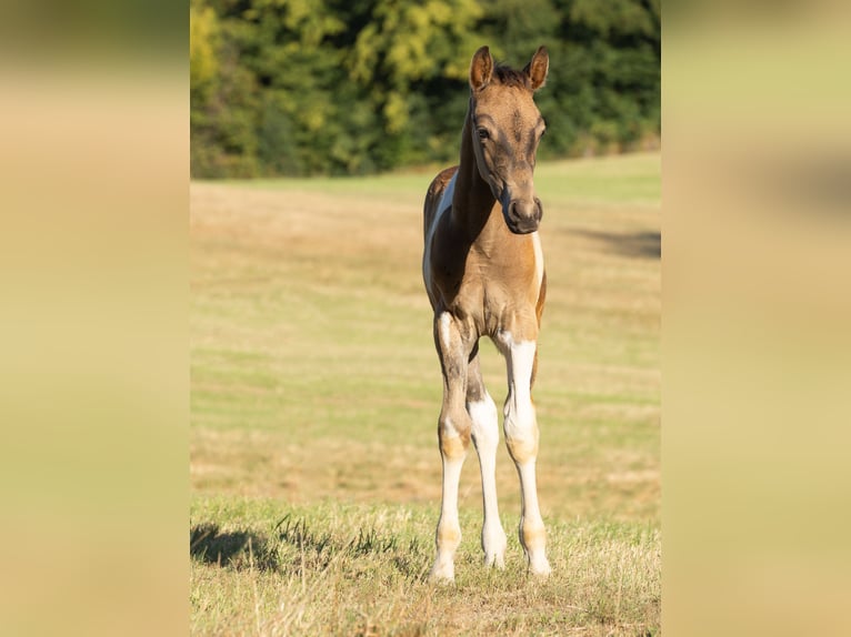 Poni alemán Semental Potro (06/2025) 148 cm Pío in Essen