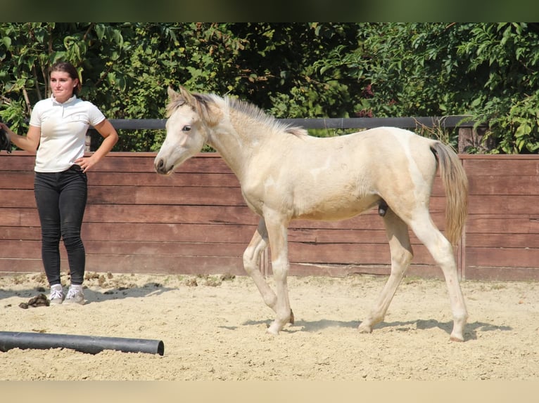 Poni alemán Semental Potro (03/2025) 148 cm Pío in Rees