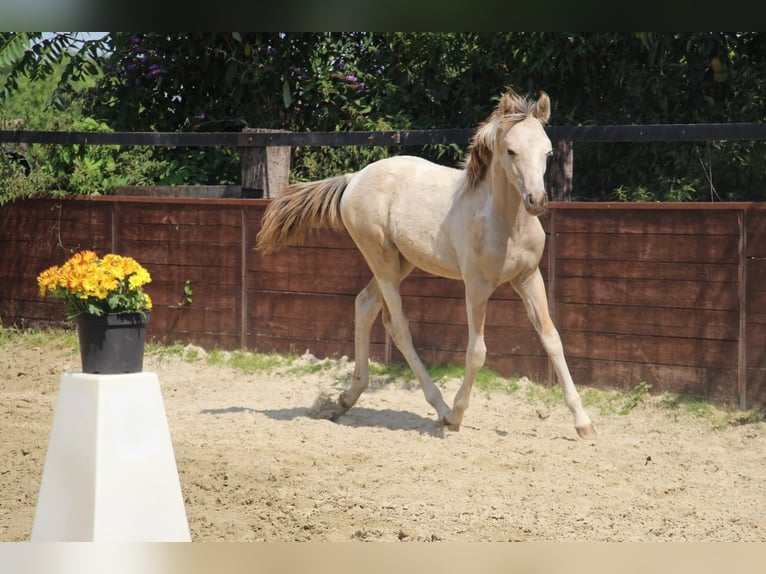 Poni alemán Semental Potro (03/2025) 148 cm Pío in Rees