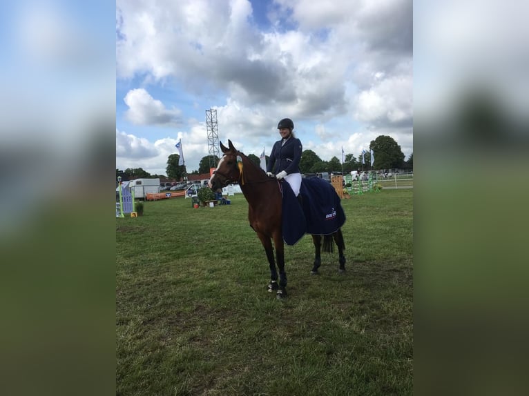 Poni alemán Semental Potro (06/2026) 148 cm Tordo in Büdelsdorf