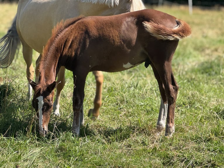 Poni alemán Semental Potro (05/2025) 149 cm Alazán in Falkenstein/Vogtland