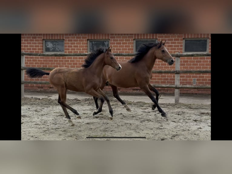 Poni alemán Semental  150 cm Castaño in Twistringen