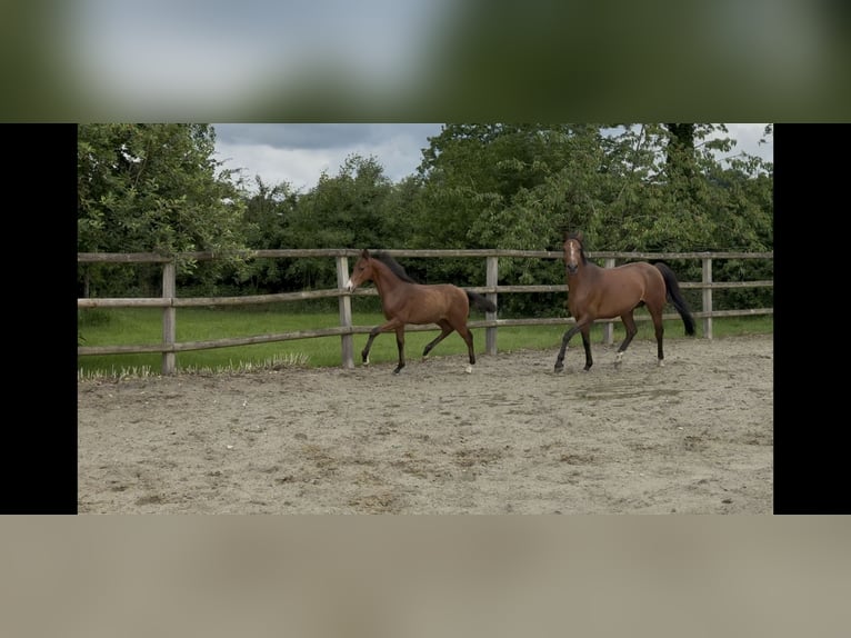 Poni alemán Semental  150 cm Castaño in Twistringen