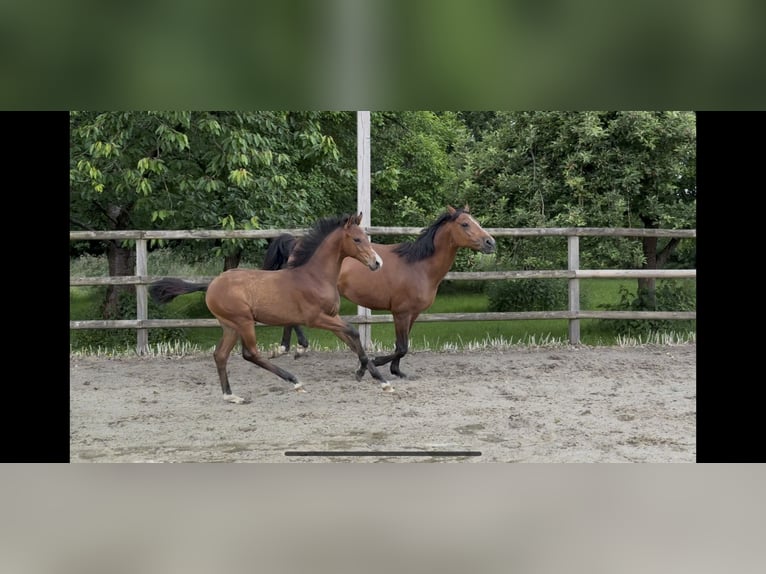 Poni alemán Semental  150 cm Castaño in Twistringen