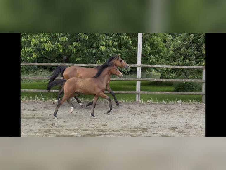 Poni alemán Semental  150 cm Castaño in Twistringen