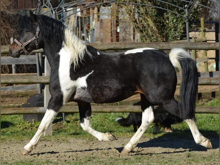 Poni alemán Semental Potro (02/2024) 150 cm Tobiano-todas las-capas in Frelsdorf