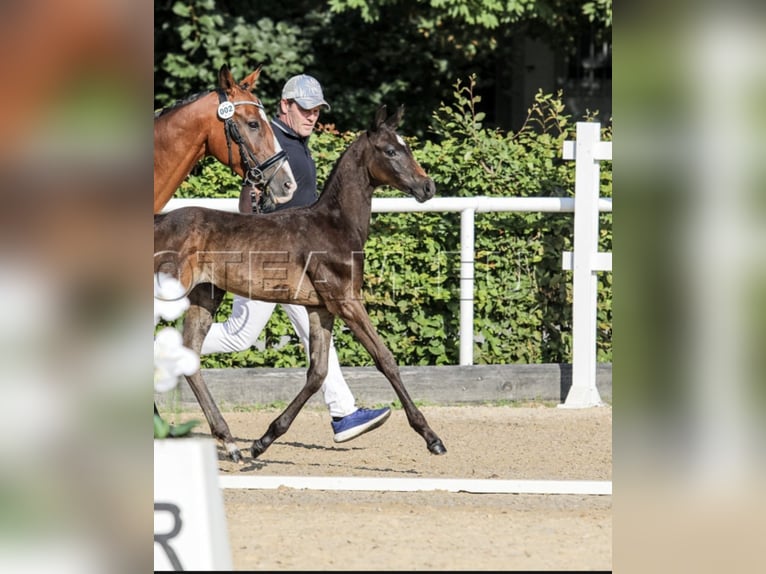 Poni alemán Semental Potro (06/2025) 155 cm in Gresten