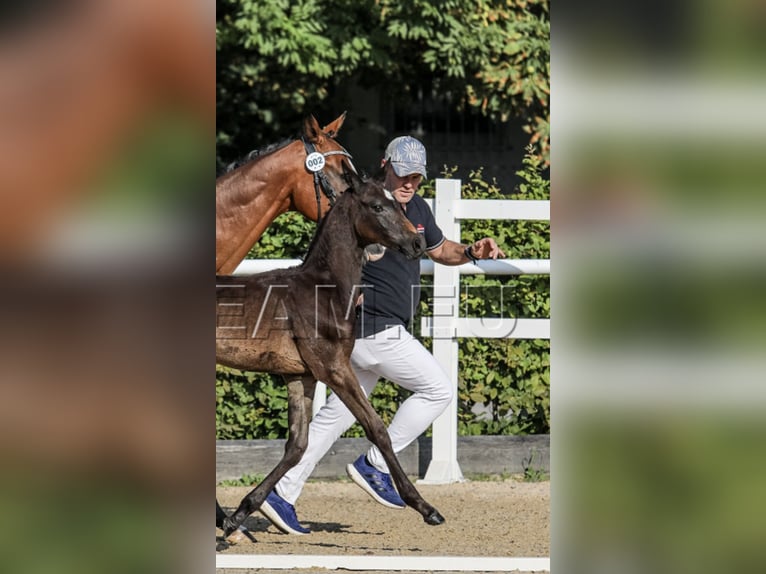Poni alemán Semental Potro (06/2025) 155 cm in Gresten