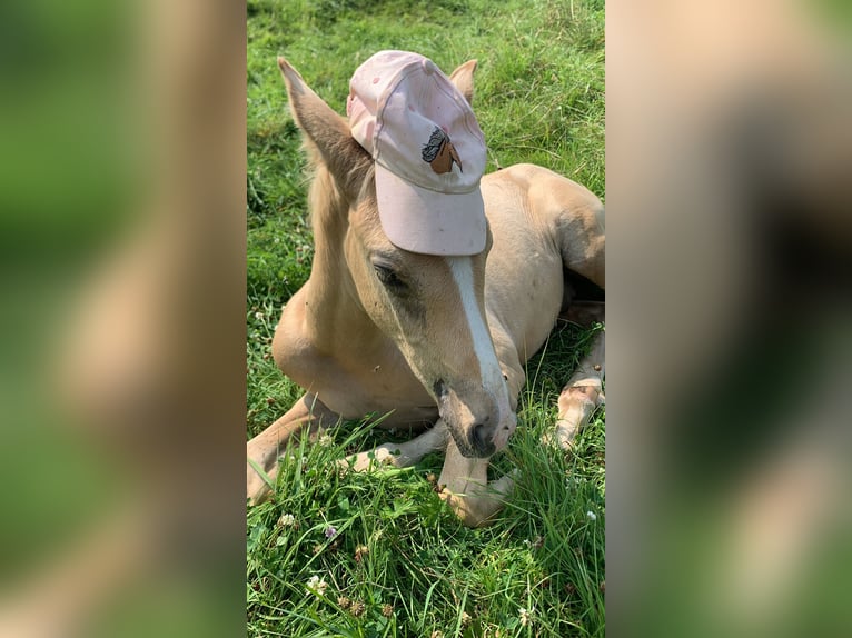 Poni alemán Semental Potro (05/2024) 155 cm Palomino in Gelnhausen