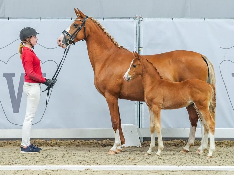 Poni alemán Semental Potro (05/2024) Alazán in Münster-Handorf