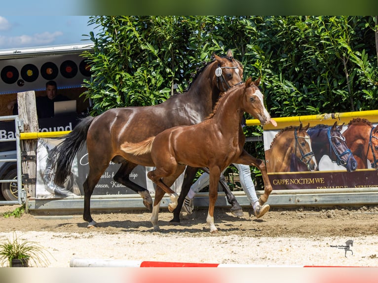 Poni alemán Semental Potro (04/2026) Alazán-tostado in Alfhausen