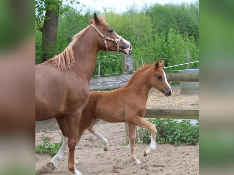 Poni alemán Semental Potro (03/2026) Alazán-tostado in Roseburg