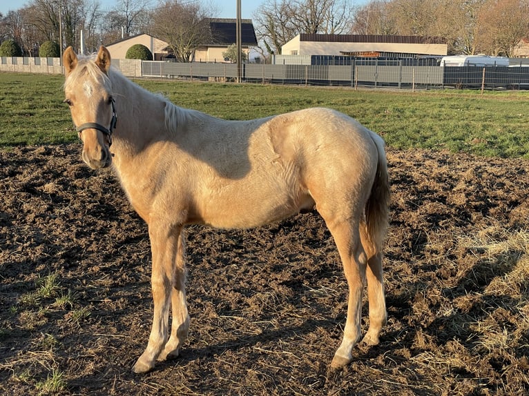 Poni alemán Mestizo Semental Potro (05/2025) Bayo in Vettweiss