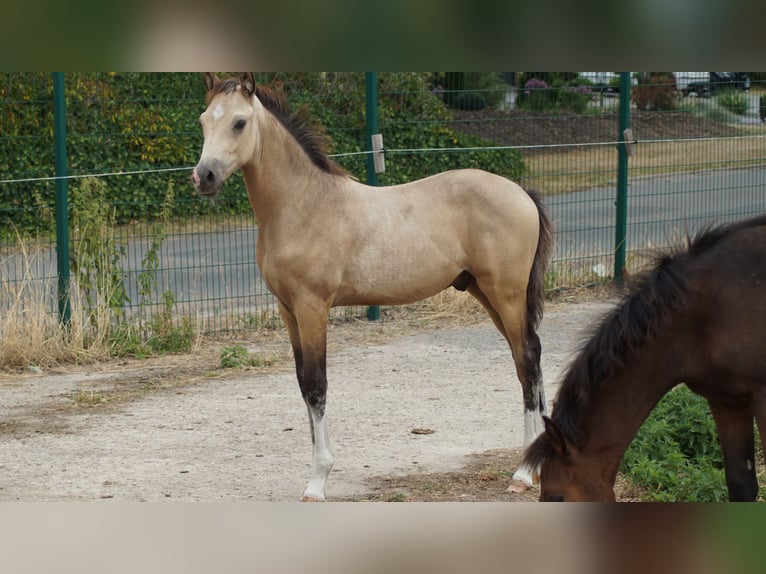 Poni alemán Semental Potro (05/2026) Bayo in Neuenkirchen-Vörden