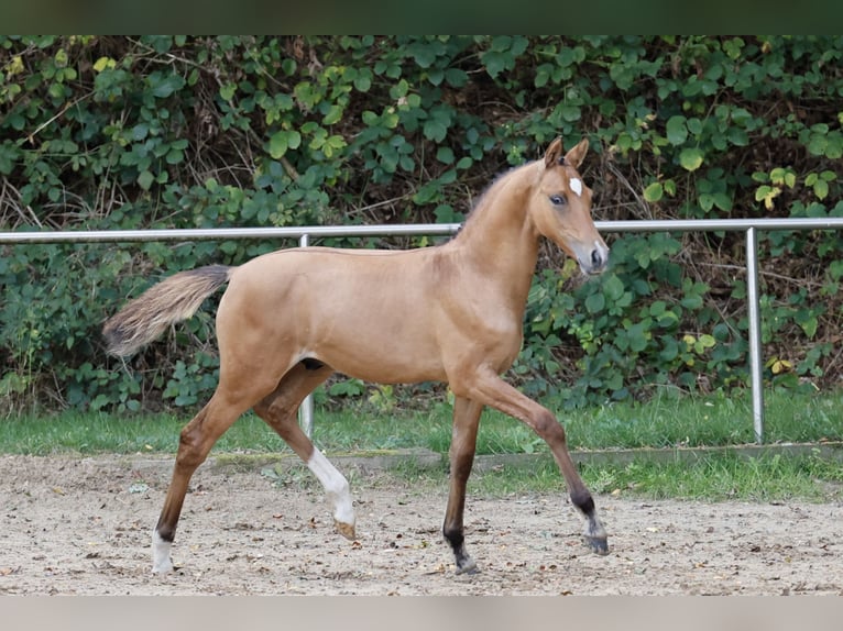 Poni alemán Semental Potro (05/2026) Bayo in Saterland