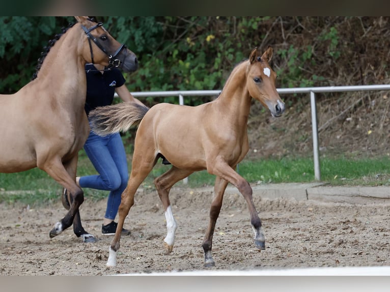 Poni alemán Semental Potro (05/2026) Bayo in Saterland