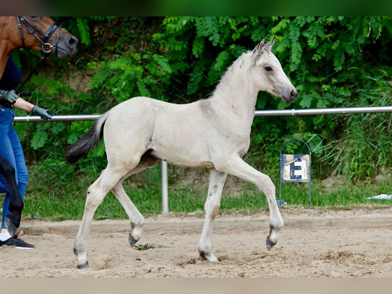 Poni alemán Semental Potro (05/2026) Bayo in Twistringen