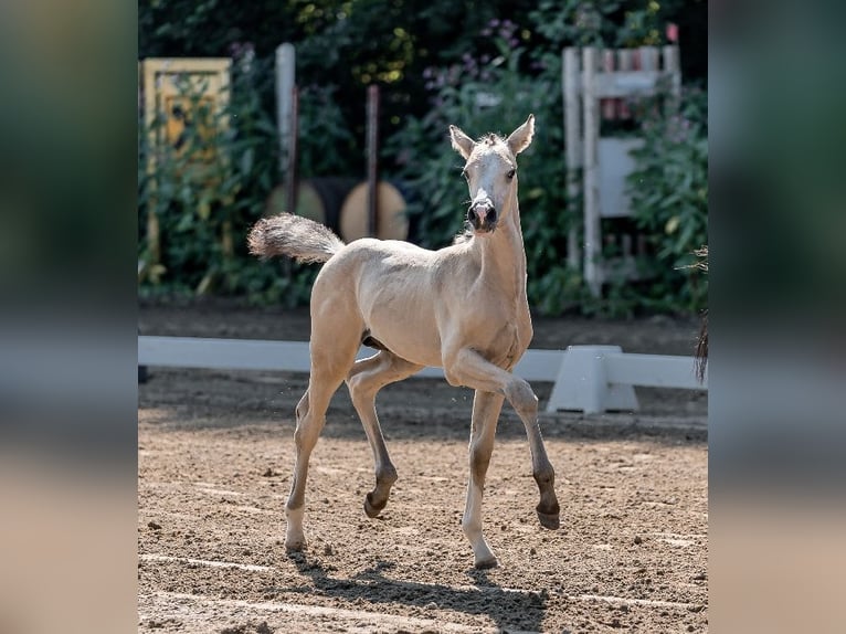 Poni alemán Semental  Buckskin/Bayo in Pitten