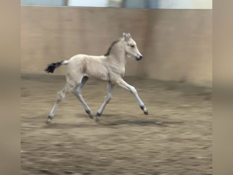 Poni alemán Semental Potro (01/2026) Buckskin/Bayo in Achim
