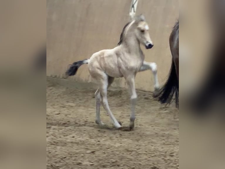 Poni alemán Semental Potro (01/2026) Buckskin/Bayo in Achim