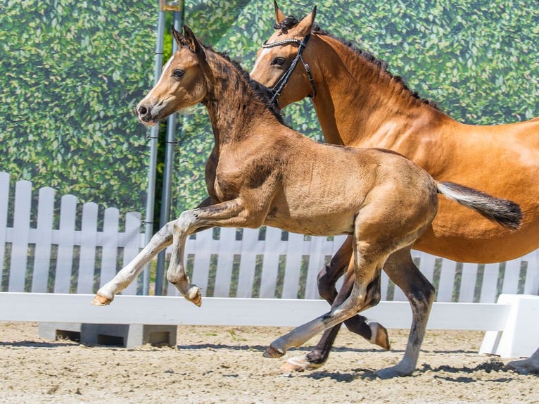 Poni alemán Semental Potro (05/2026) Buckskin/Bayo in Mnster-Handorf