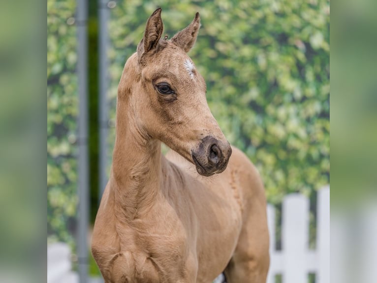 Poni alemán Semental Potro (06/2026) Buckskin/Bayo in Mnster-Handorf