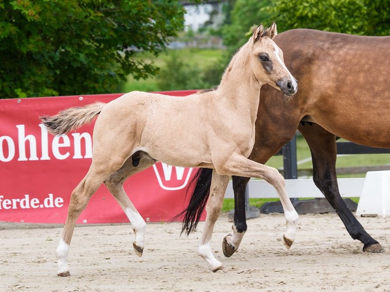 Poni alemán Semental Potro (04/2026) Buckskin/Bayo in Mnster-Handorf