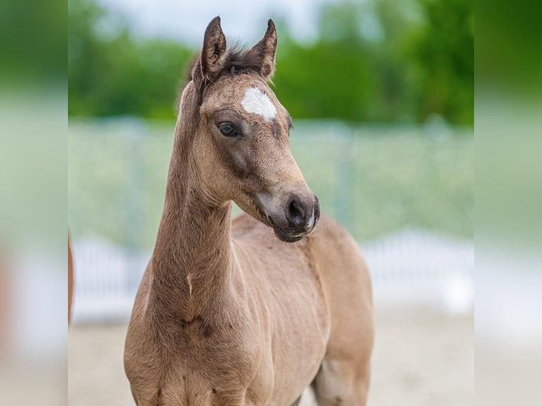 Poni alemán Semental Potro (03/2026) Buckskin/Bayo in Mnster-Handorf