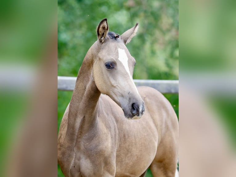 Poni alemán Semental Potro (01/2026) Buckskin/Bayo in Soest