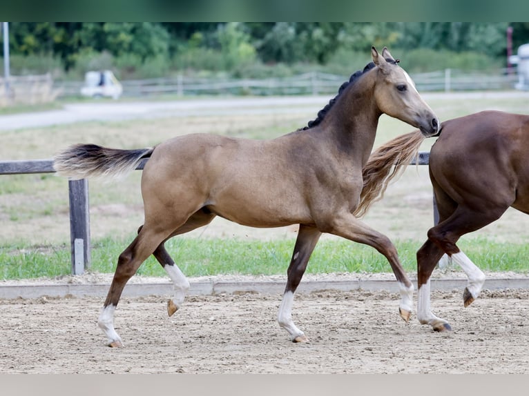 Poni alemán Semental Potro (01/2026) Buckskin/Bayo in Soest