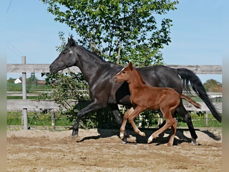 Poni alemán Semental  in Adlkofen