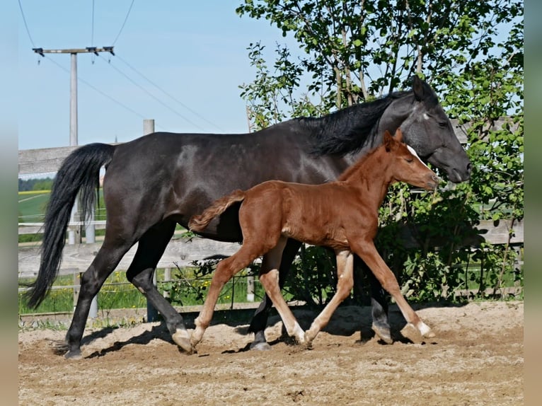 Poni alemán Semental  in Adlkofen