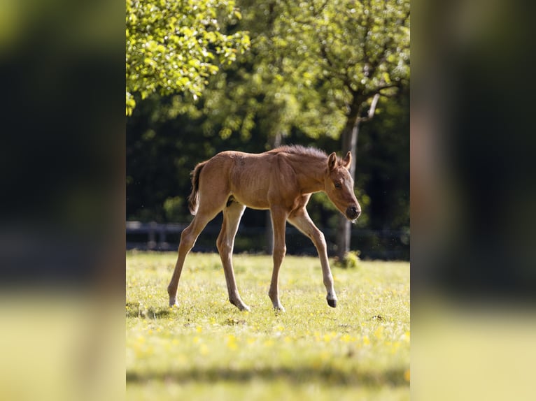 Poni alemán Semental Potro (05/2026)  in Dorsten
