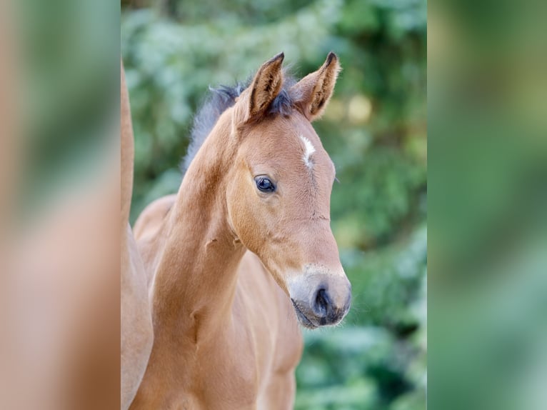 Poni alemán Semental Potro (05/2026) Castaño in Bückeburg