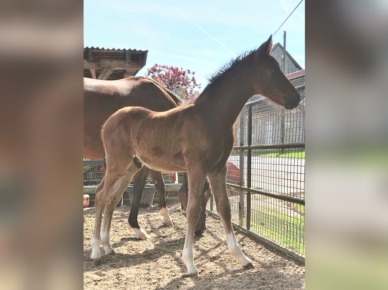 Poni alemán Semental Potro (04/2024) Castaño in Büren