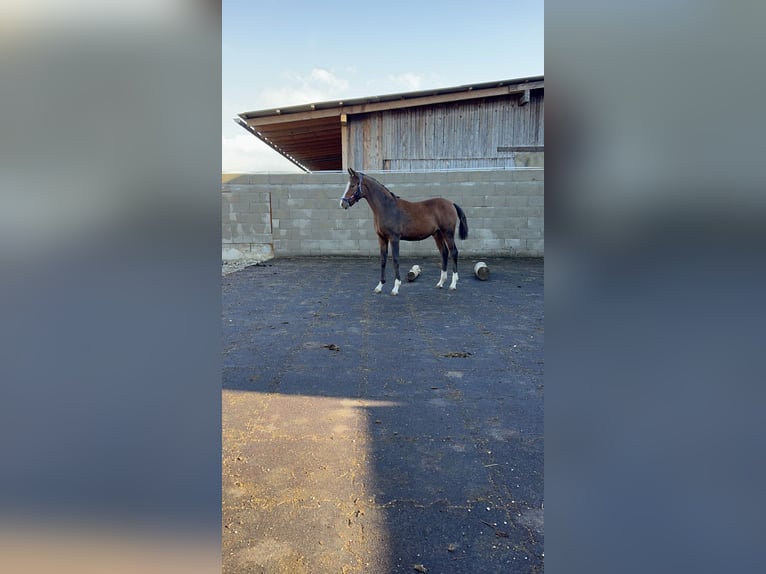 Poni alemán Semental  Castaño in Pitten