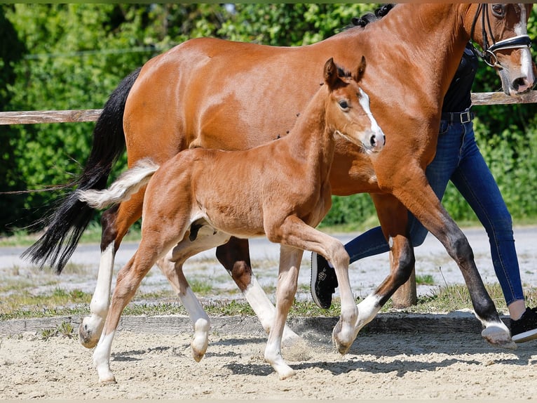 Poni alemán Semental  Castaño in Hamm